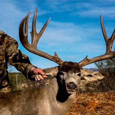 Sonora Desert Outfitters | Sonora Hunt Mule Deer